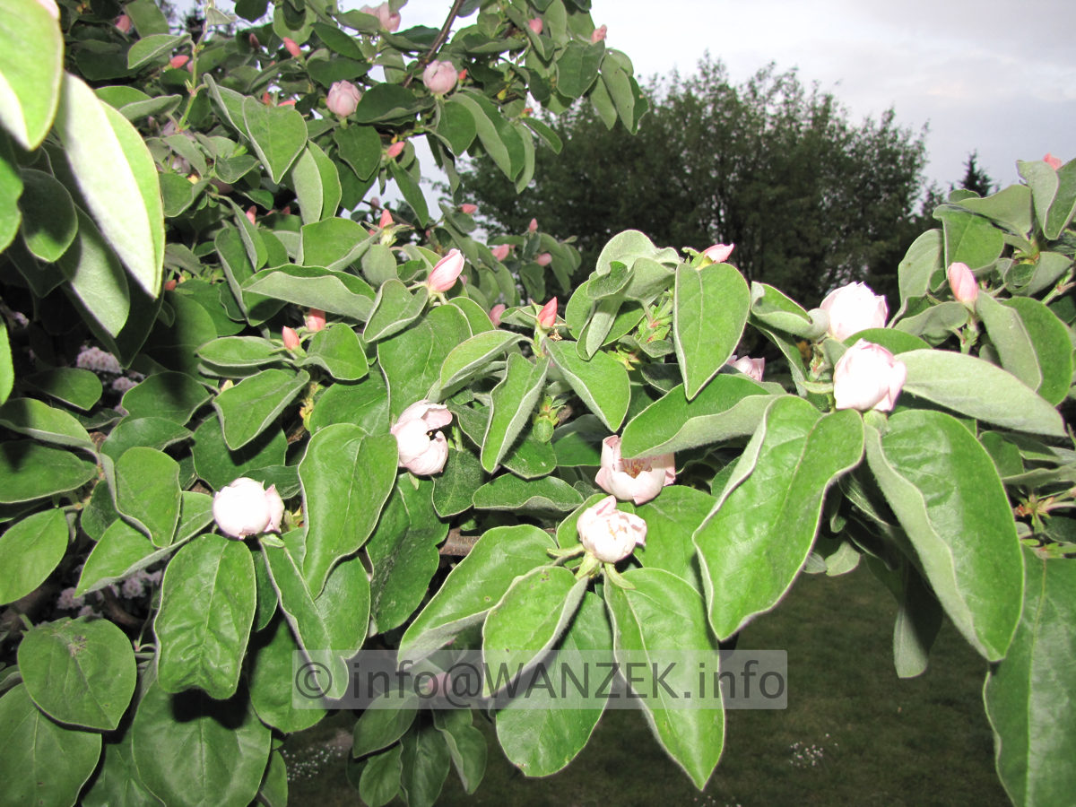 Quitte Konstantinopeler 02 mit Blitz1.JPG